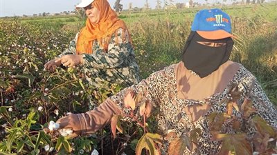 مهمة في عز الحر.. المزارعات المصريات في مواجهة الإجهاد الحراري | تحقيق