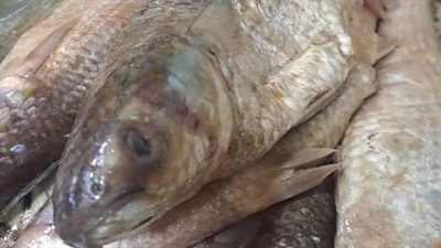 زحام كبير على شراء الفسيخ والرنجة في طنطا.. والأهالي: العيد مينفعش من غيرهم | بث مباشر