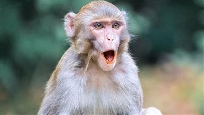 بعد تعرضه لعضة قرد.. إصابة ثلاثيني بـ فيروس تورم الدماغ