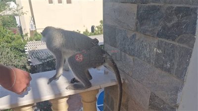 جهات التحقيق تلزم الطب البيطري بسرعة ضبط قرد هارب من أحد محال بيع الحيوانات بالمحلة