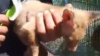 من بينها الثعالب والعصافير.. إقبال على شراء الحيوانات والطيور بسوق الجمعة في ثالث أيام عيد الفطر | بث مباشر 