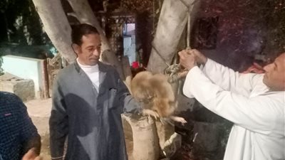 هل هاجمت الثعالب قرية ببني سويف؟.. رئيس الوحدة المحلية يكشف حقيقة الأمر