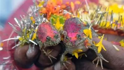 سيزيد من سقوط الأمطار.. أبرز المعلومات عن طقس زفاف الضفادع في الهند 