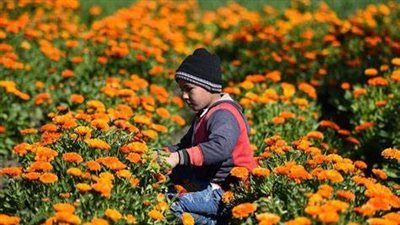 فرحة مزارعي الفيوم بموسم حصاد عباد القمر: بنزرعه من 20 سنة.. والكيلو بـ 4 جنيه | بث مباشر