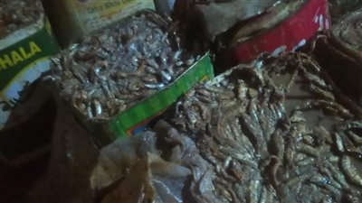 ضبط حوالي 5 أطنان أسماك مملحة ومدخنة ولحوم ودواجن غير صالحة للاستهلاك بالمنيا