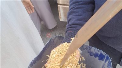بدء موسم توريد القمح لعام 2024 لـ42 موقعًا تخزينيًا في المنيا