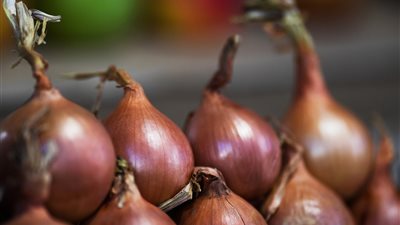 مع بدء موسم الحصاد.. سعر كيلو البصل اليوم؟