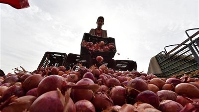 نقيب الفلاحين: كيلو البصل هيوصل 30 جنيه.. والثوم لـ 120 الشهر المقبل
