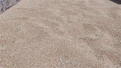 توريد 170.500 طن قمح لشون وصوامع البحيرة