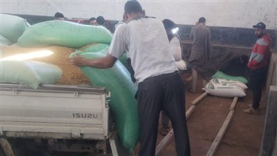 تموين كفر الشيخ: توريد 582 طنا من القمح بـ 25 موقعا مخصصا على مستوى المحافظة