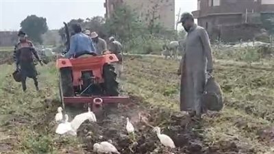 سعادة بين الفلاحين بالمنوفية أثناء حصاد محصول البطاطس: الطن بـ 9 آلاف جنيه والسعر كويس جدا | بث مباشر 