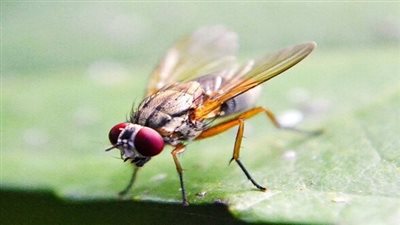 يتقيأ وينقل الكوليرا.. هل الذباب الصحراوي خطير وما علاقته بالعاصفة الحمراء؟| صور