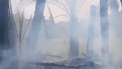 الحماية المدنية تسيطر على حريق نشب في 30 نخلة بالأقصر| صور