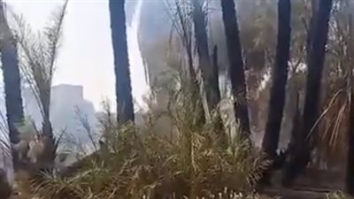 حريق يلتهم 30 نخلة بالأقصر.. والحماية المدنية تنجح في السيطرة عليه | بث مباشر 