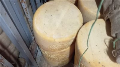 تموين الإسكندرية: التحفظ على 3 أطنان و700 كيلو جرام أجبان مشكلة منتهية الصلاحية