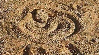 بسبب ارتفاع الحرارة.. الطريشة الصحراوي القاتلة تلدغ شابا بالوادي الجديد 