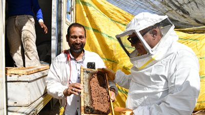 يحقق مردودا اقتصاديا عاليا.. قنا تنتج أول قطفة عسل نحل الشمر 