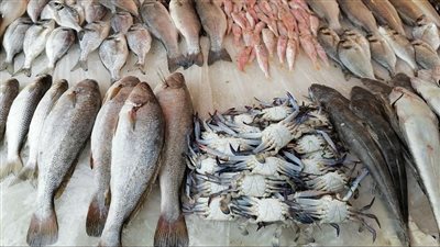 70 % من محلات الأسماك أغلقت والتجار عطشوا السوق.. منسق حملة المقاطعة يوضح تطورات الأسعار