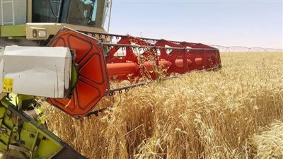 نقيب الفلاحين: توريد مليون طن قمح من المزارعين للحكومة