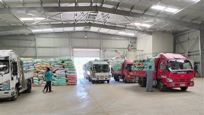 البنك الزراعي المصري يبدأ استلام محصول القمح من المزارعين والموردين في 190 موقعا على مستوى الجمهورية