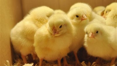 أسعار الكتاكيت البيضاء في أسواق مصر اليوم الأربعاء 8-7-2020 في بورصة الدواجن الرئيسية