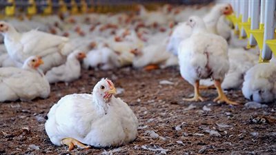 أسعار بورصة الدواجن العمومية اليوم.. أسعار الدواجن في أسواق مصر اليوم الجمعة 10-7-2020