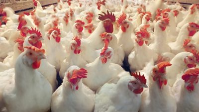 أسعار الدواجن في أسواق مصر اليوم السبت 18 يوليو 2020