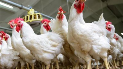 أسعار الدواجن في أسواق مصر اليوم الخميس 23 يوليو 2020