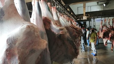 “90 جنيهًا الضاني و85 السوداني”.. وزارة التموين تكشف استعداداتها لعيد الأضحى (تفاصيل)