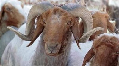 بمناسبة عيد الأضحى.. “مياه الشرقية” للمواطنين: ترشيد الاستهلاك لم يعد رفاهية وإهدارها حرام شرعًا