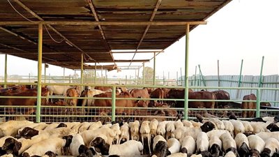 بيطري أسيوط: تعويض صاحب الأضحية في حالة إعدامها خلال الذبح