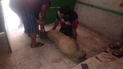 “الرزق يحب الخفية”.. أحمد علي موظف بدرجة جزار في الإسكندرية (صور)