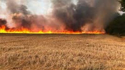 حريق يلتهم 20 فدانًا من الأراضي الزراعية في ساحل سليم بأسيوط