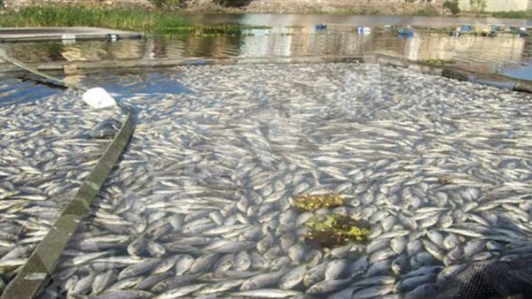 استزراع الأسماك