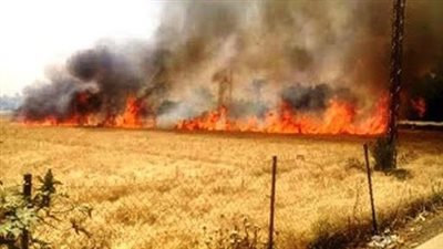 حريق هائل يلتهم حقول قمح في أسيوط.. والحماية المدنية تتدخل لمنع امتداده