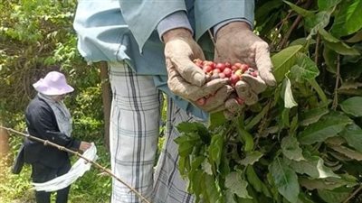 أول رد من الزراعة على إنشاء مزرعة مخصصة لـ البن المصري والمحاصيل الاستوائية