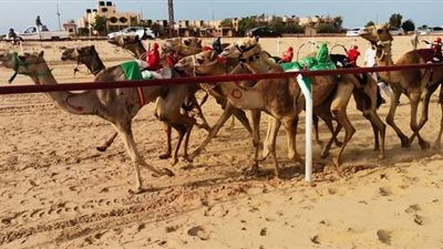 جِمال الوادي الجديد تحصد مراكز متقدمة بمهرجان سباق الهجن في شمال سيناء