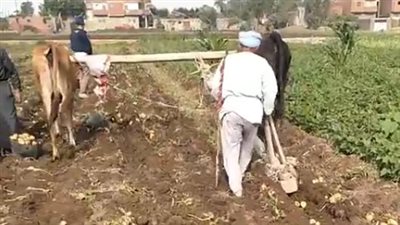 بالأبقار والمحراث اليدوي.. بدء موسم حصاد البطاطس في المنوفية | بث مباشر