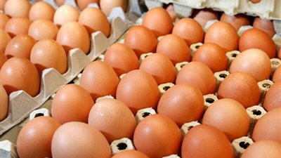 شعبة المواد الغذائية: انخفاض ملحوظ في أسعار بيض المائدة