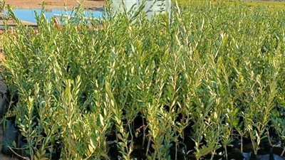 الزراعة: استصلاح واستزراع أكثر من 450 ألف فدان في سيناء