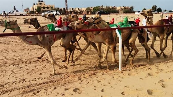 مهرجان الهجن بالعريش