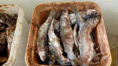 ضبط وإعدام ربع طن أسماك مملحة غير صالحة للاستهلاك الآدمي وغلق 7 منشآت غذائية بسوهاج| صور