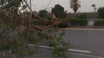 سبب ارتفاع درجات الحرارة.. تحرك برلماني لمحاكمة المسئولين عن قطع الأشجار