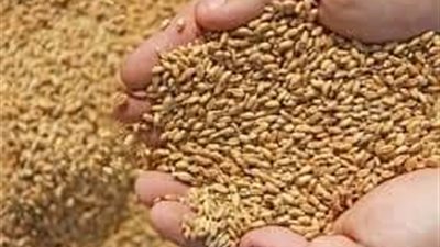 رئيس شعبة المطاحن سابقا: اللاجئون سر ارتفاع واردات القمح في 2024