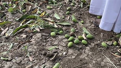 موسم المانجا انضرب..العاصفة الترابية تتسبب فى تلف محصولها وسط حسرة المزارعين بالأقصر