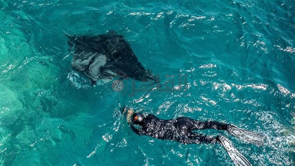 سائحون يسبحون مع