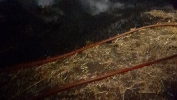 حريق في محصول قمح