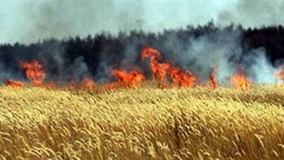 نار الميراث تلتهم محصول القمح بكفر الشيخ.. والأمن يضبط الجناة