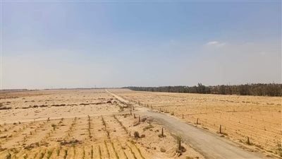 ننشر تفاصيل طرح 140 قطعة أرض زراعية ومبان أمام المستثمرين في الوادي الجديد