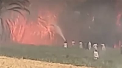 الحماية المدنية تسيطر على حريق 200 نخلة في الأقصر بسبب ارتفاع درجات الحرارة | بث مباشر